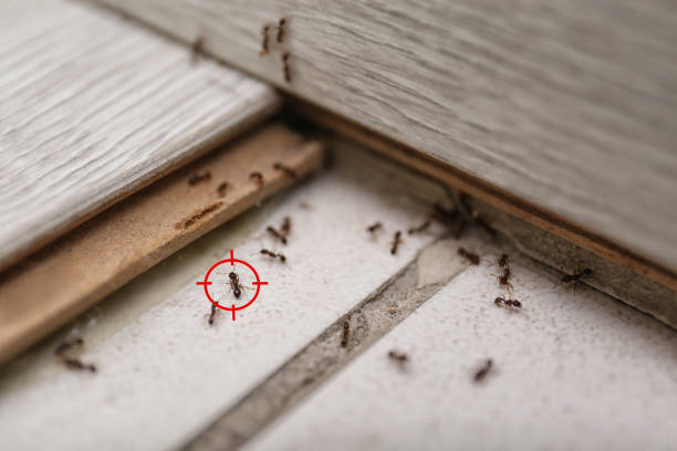 Professional Pest Control in Johnstonville, CA