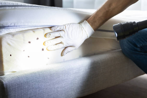 Best Mosquito Control Services  in Johnstonville, CA