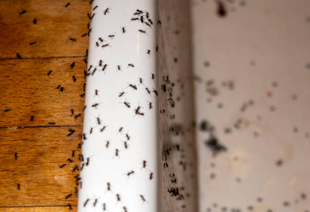 Best Residential Pest Control  in Johnstonville, CA