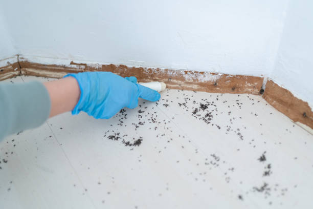 Best Affordable Pest Control Services  in Johnstonville, CA